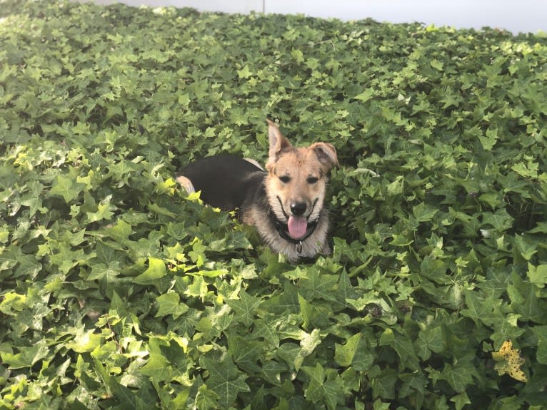 Shainee, a German Shepherd Dog and Australian Cattle Dog mix tested with EmbarkVet.com