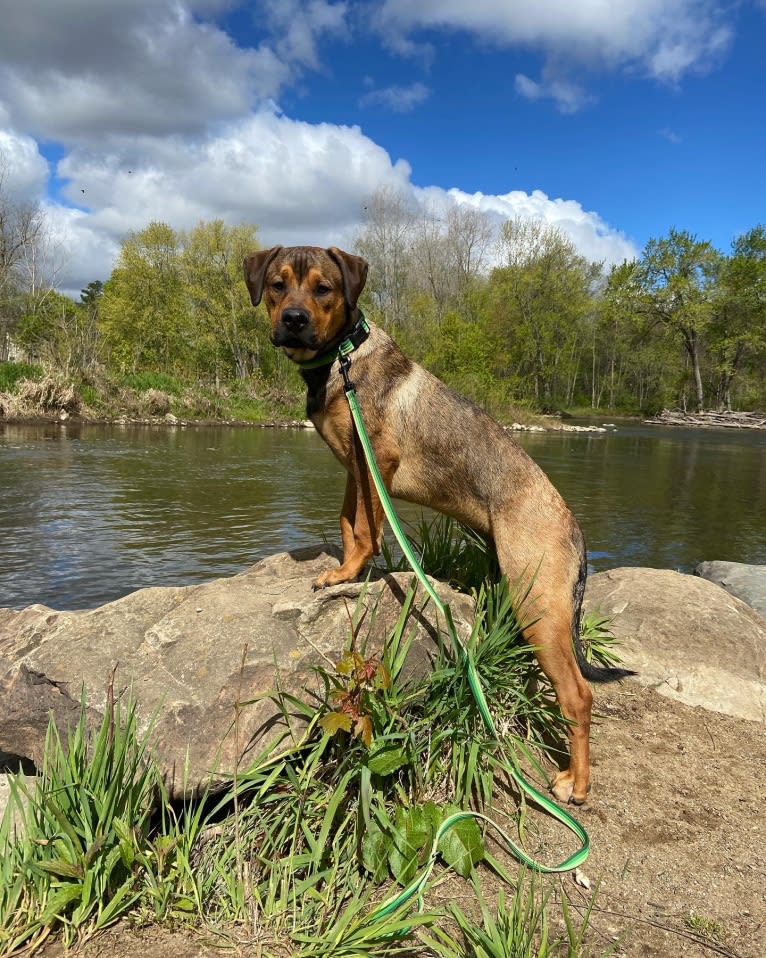 Photo of Lenny, a Rottweiler and American Pit Bull Terrier mix in Grass Lake Charter Twp, Michigan, USA