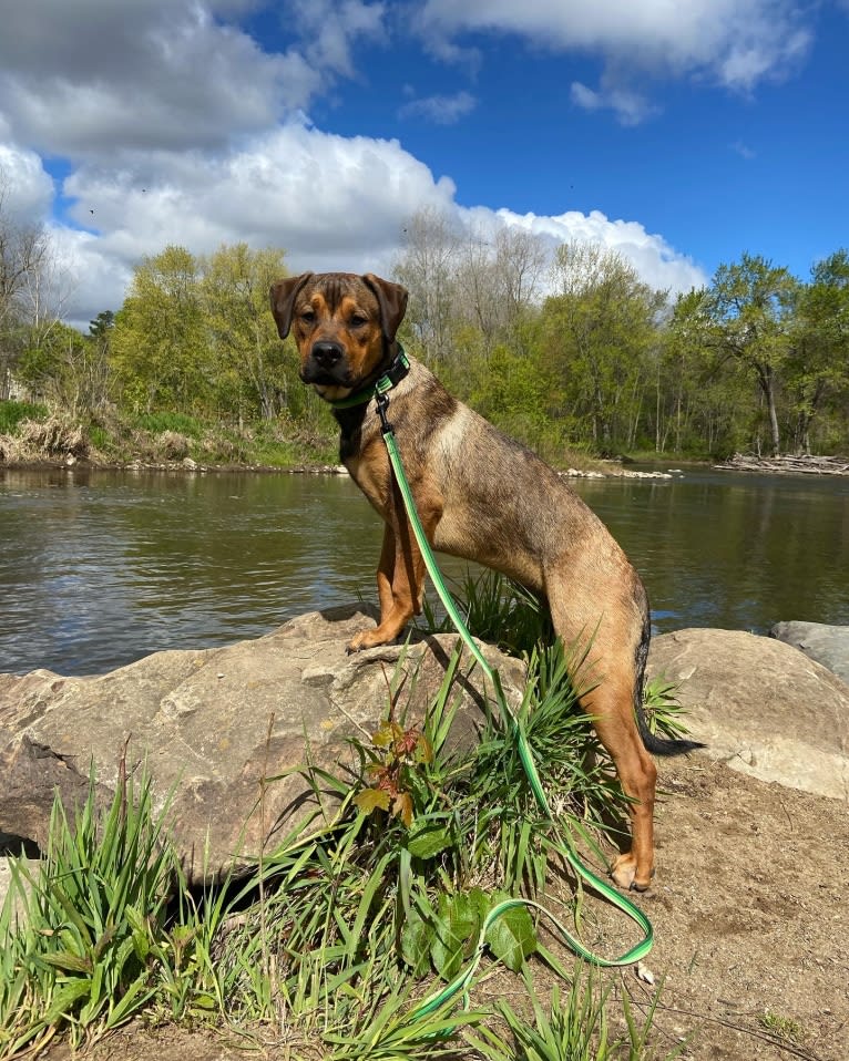 Lenny, a Rottweiler and American Pit Bull Terrier mix tested with EmbarkVet.com