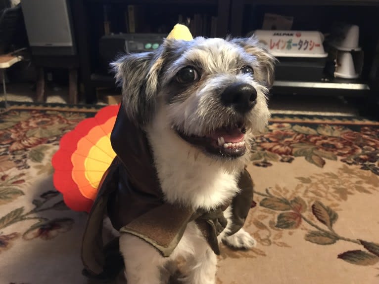 Oliver, a Shih Tzu and Chihuahua mix tested with EmbarkVet.com