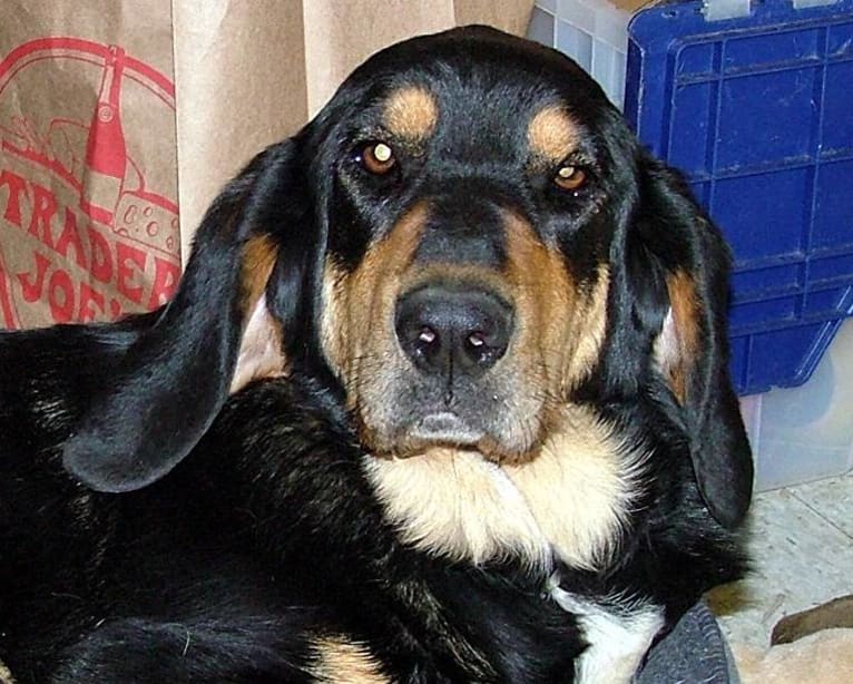 Schuyler, a Basset Hound and German Shepherd Dog mix tested with EmbarkVet.com