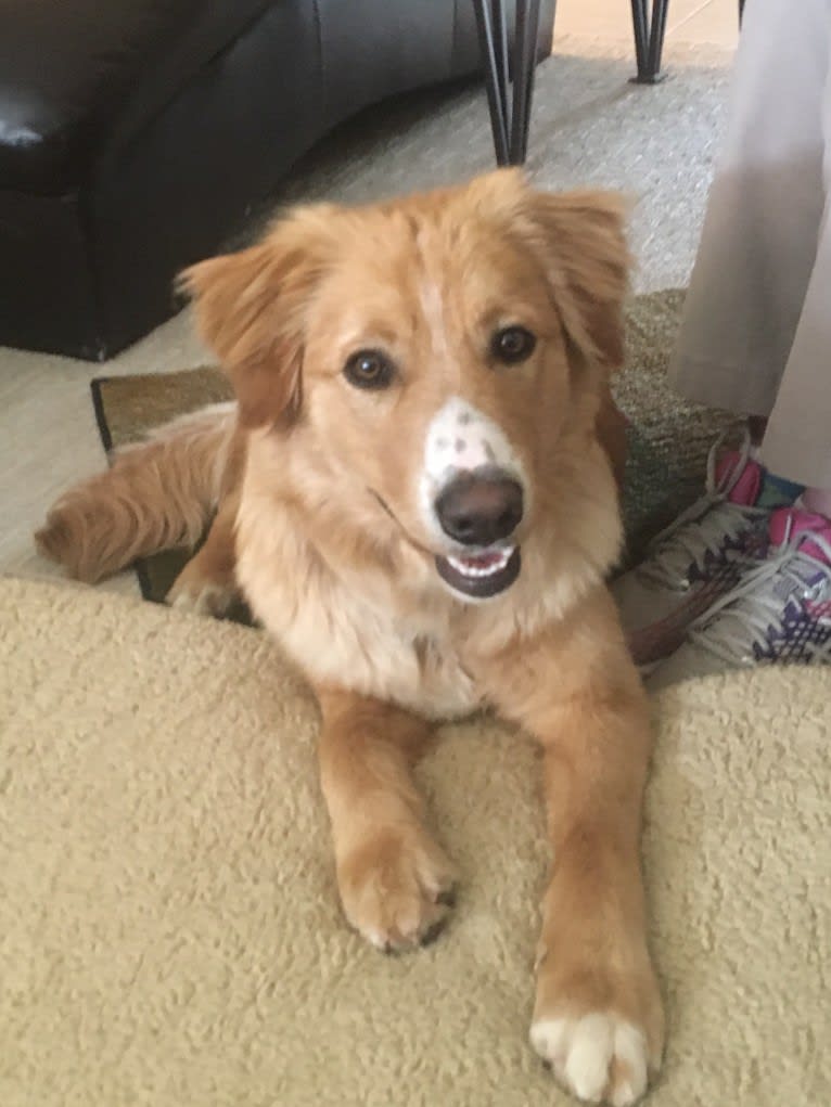 Rusty, a Border Collie and Australian Shepherd mix tested with EmbarkVet.com