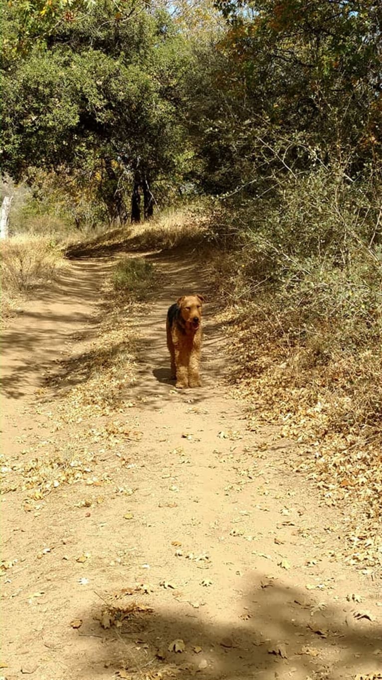 Sasha, an Airedale Terrier tested with EmbarkVet.com