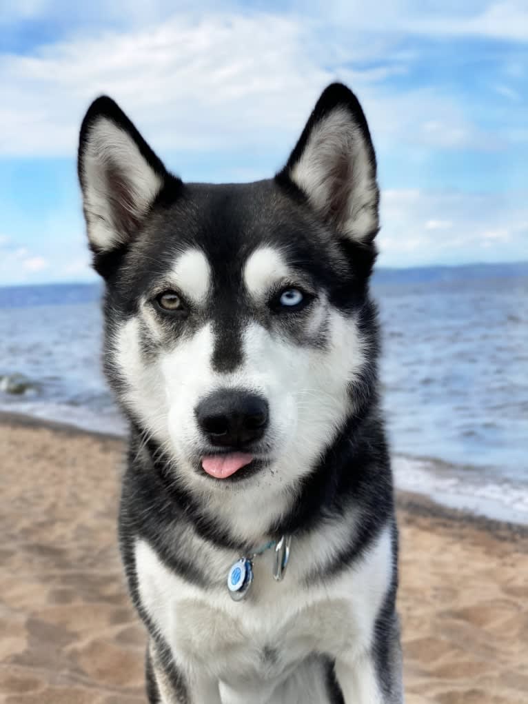 Avatar’s Polar Legend “Naga”, a Siberian Husky and Labrador Retriever mix tested with EmbarkVet.com