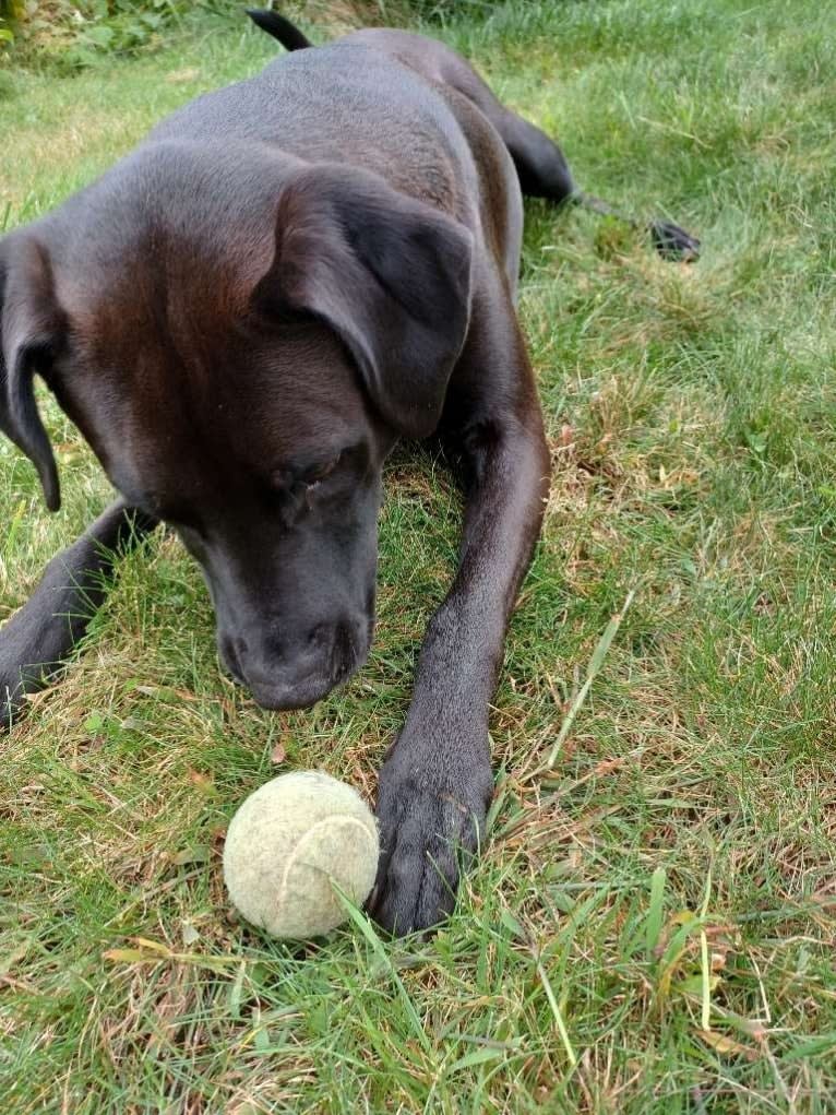 Finn, an American Pit Bull Terrier and Labrador Retriever mix tested with EmbarkVet.com