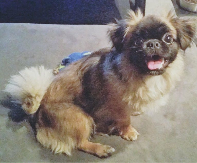 Rango, a Tibetan Spaniel and Papillon mix tested with EmbarkVet.com