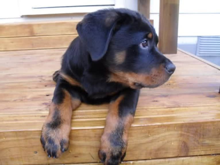 Marlo, a Rottweiler tested with EmbarkVet.com