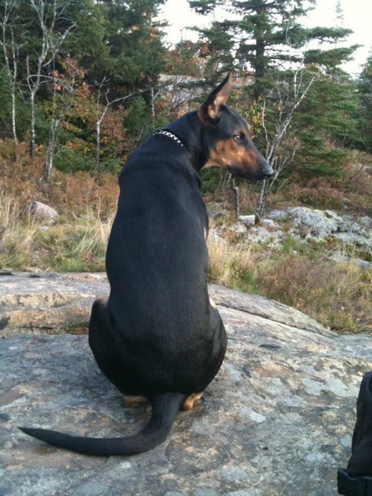 Sky, a Doberman Pinscher and German Shepherd Dog mix tested with EmbarkVet.com