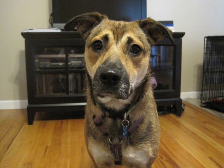 Sadie, a Rottweiler and American Eskimo Dog mix tested with EmbarkVet.com