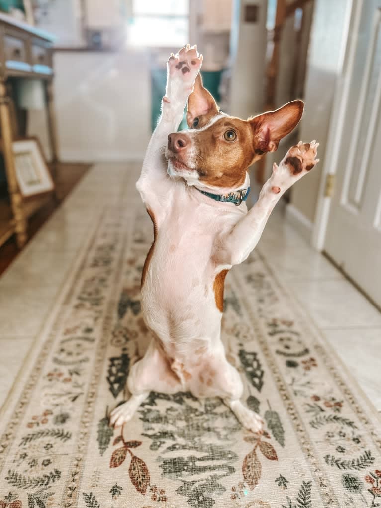 Wally, a Russell-type Terrier tested with EmbarkVet.com