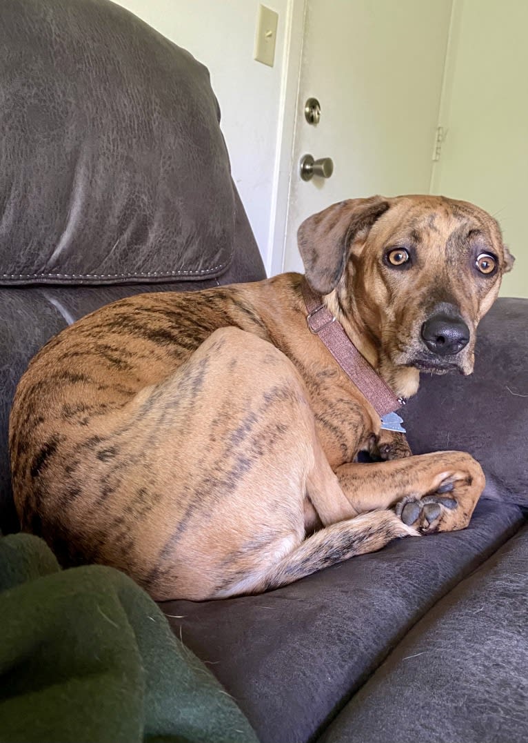 Lyza, a Catahoula Leopard Dog and American Pit Bull Terrier mix tested with EmbarkVet.com