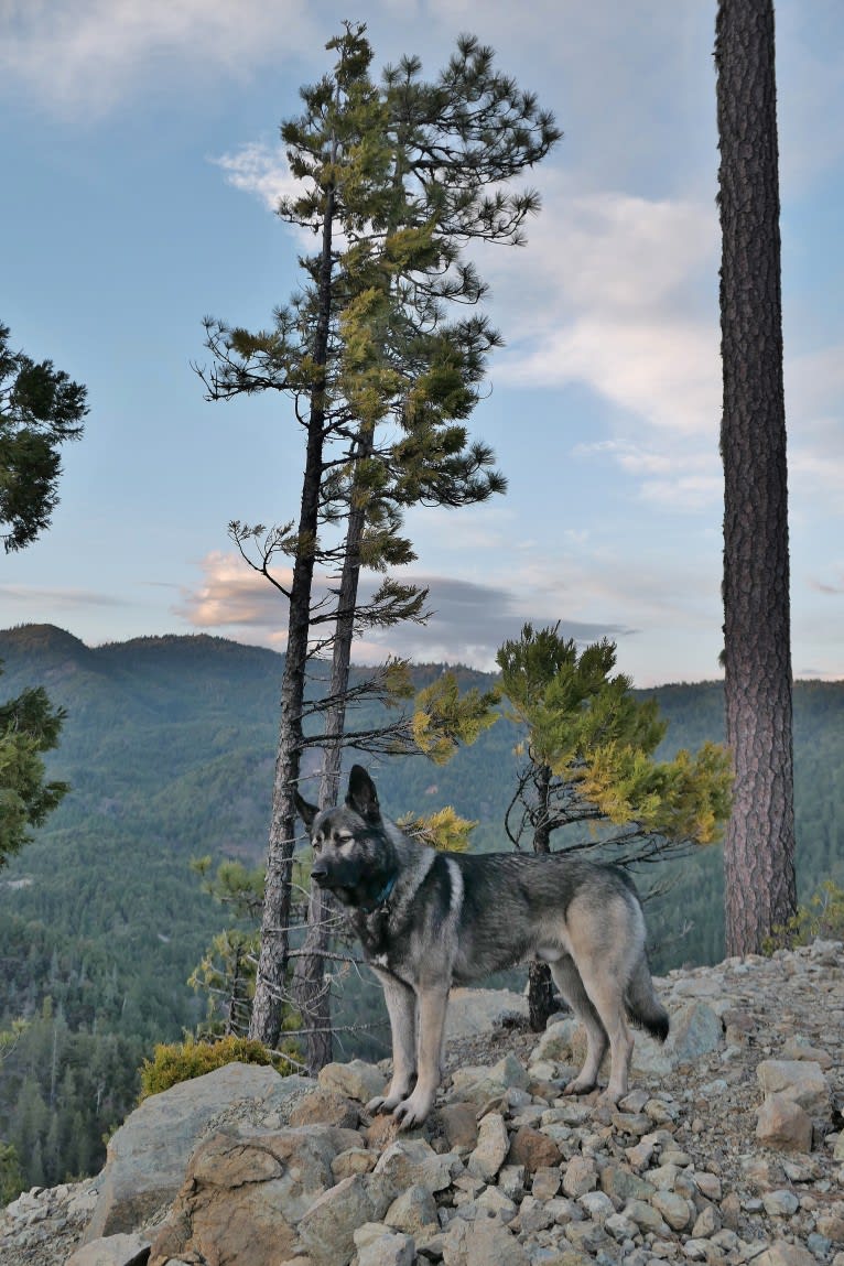 Kodiak, a Caucasian Ovcharka and German Shepherd Dog mix tested with EmbarkVet.com