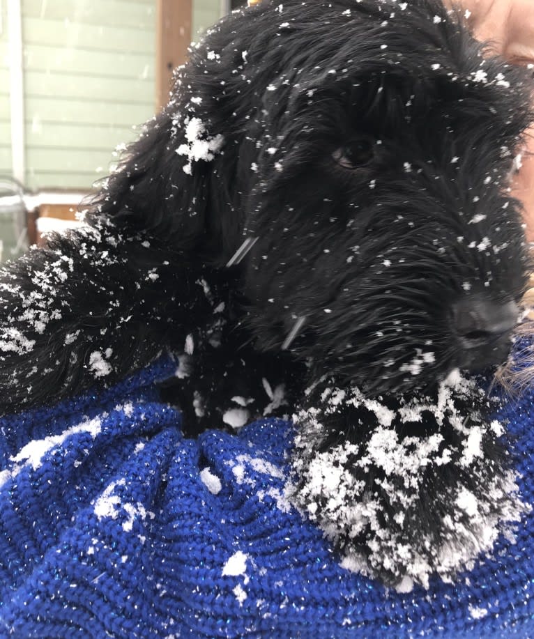 Raegen, a Black Russian Terrier tested with EmbarkVet.com