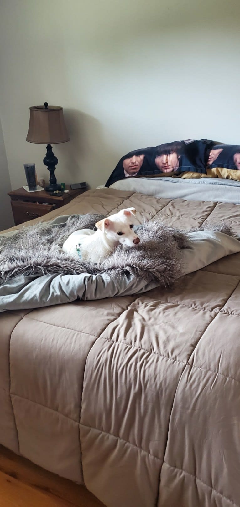 Cooper, a Chihuahua and Shih Tzu mix tested with EmbarkVet.com