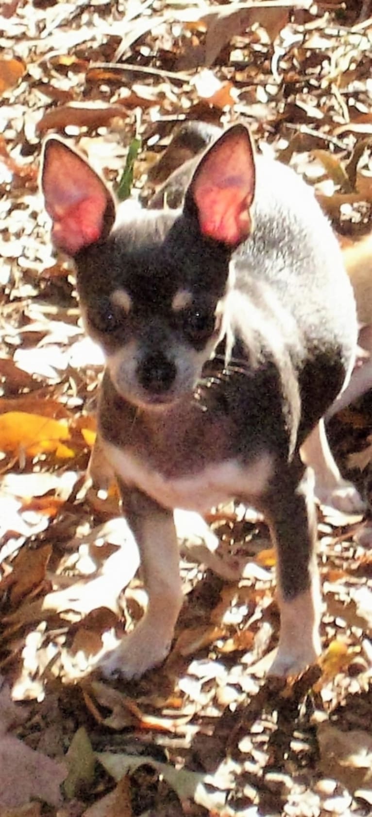 Tika, a Chihuahua tested with EmbarkVet.com