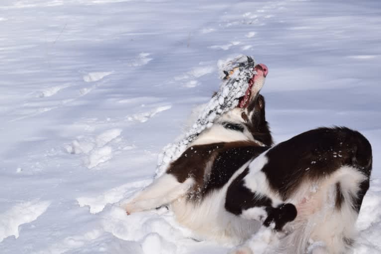 Tate, an Australian Shepherd tested with EmbarkVet.com