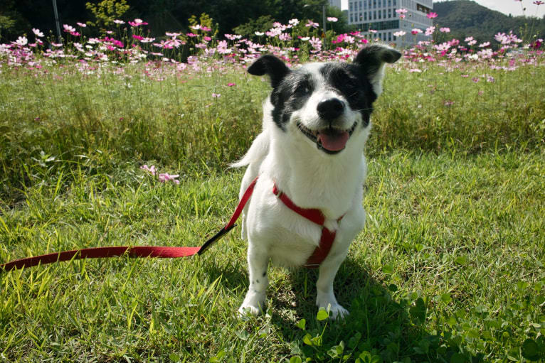 Merry, a Japanese or Korean Village Dog tested with EmbarkVet.com