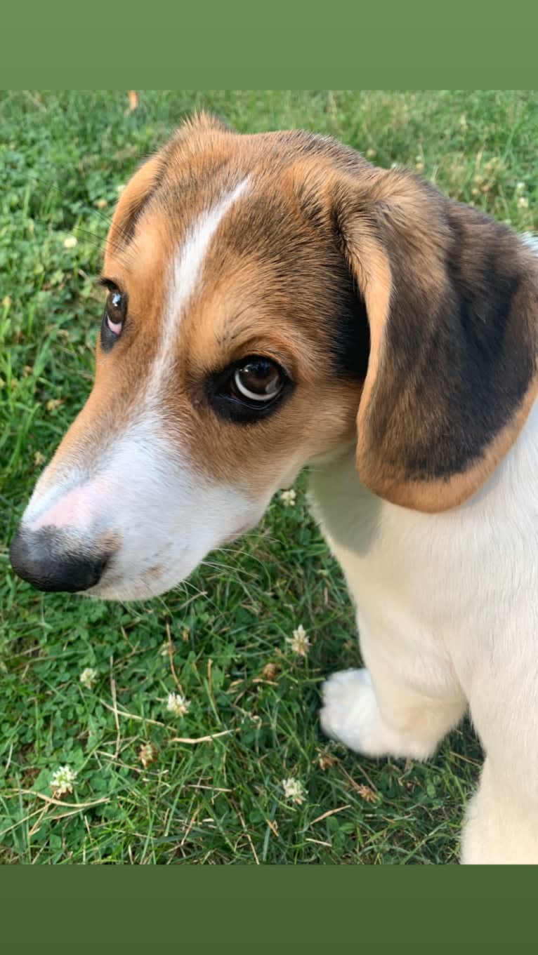 Oliver, a Basset Hound and German Shepherd Dog mix tested with EmbarkVet.com