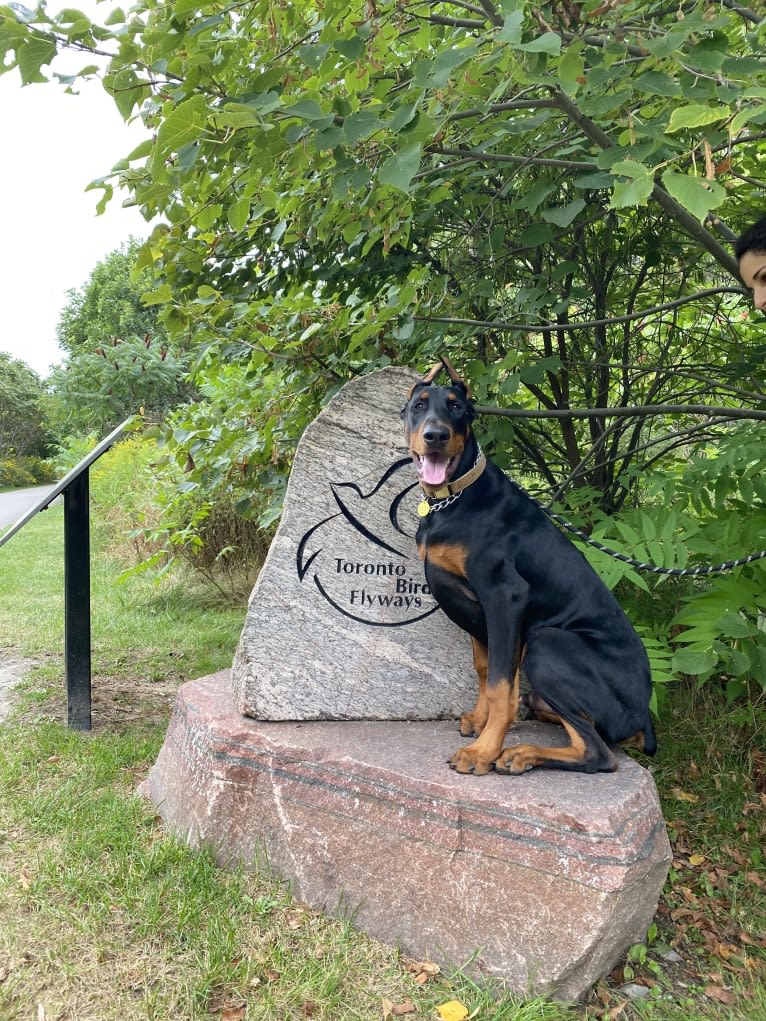 Milou, a Doberman Pinscher tested with EmbarkVet.com