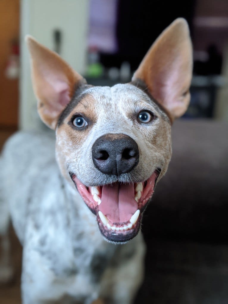 Zero, an Australian Cattle Dog and American Staffordshire Terrier mix tested with EmbarkVet.com