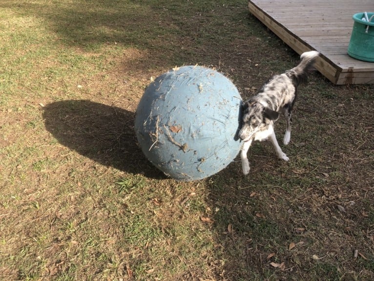 Zuzu, a Border Collie tested with EmbarkVet.com