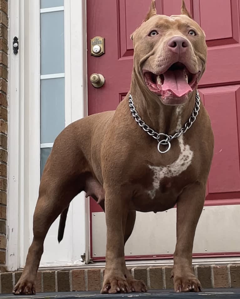 Raya, an American Bully tested with EmbarkVet.com