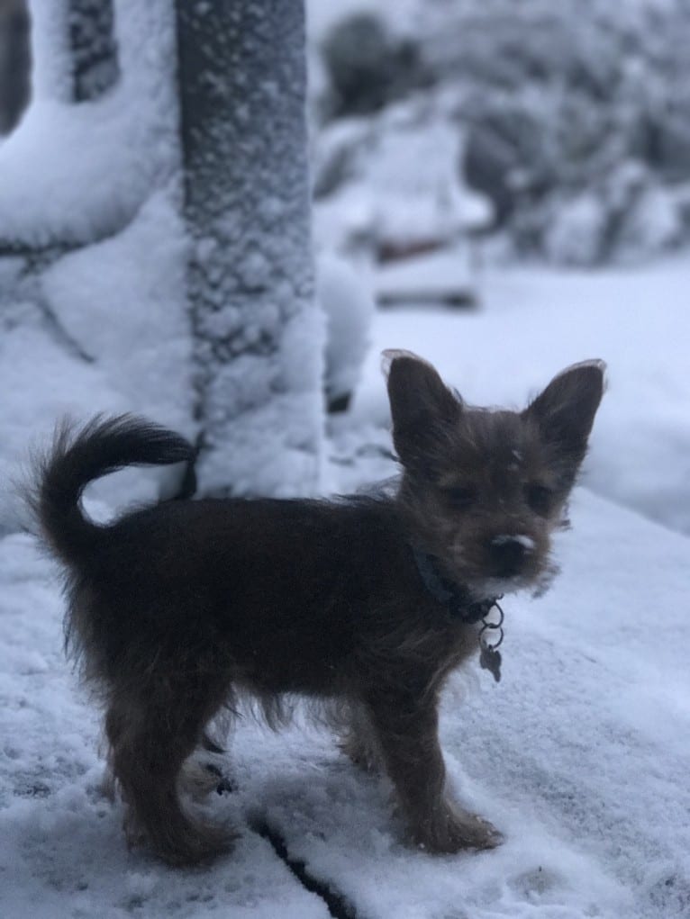 Scrappy, a Silky Terrier and Pomeranian mix tested with EmbarkVet.com