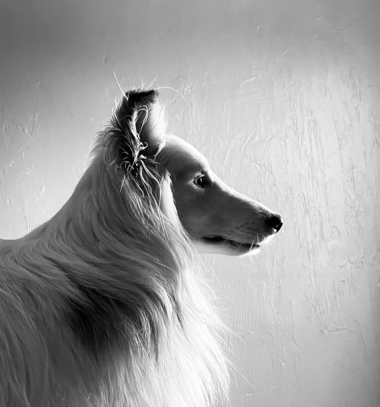 Dash, a Shetland Sheepdog tested with EmbarkVet.com