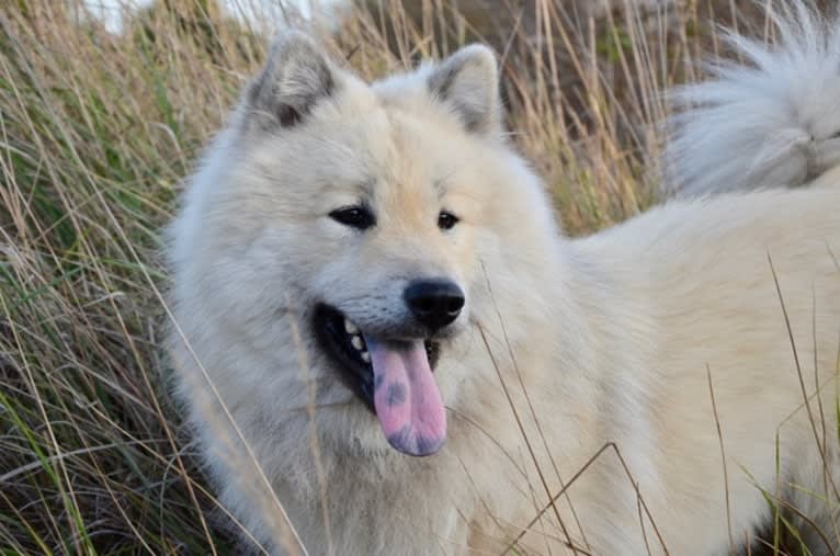 Austin, an Eurasier tested with EmbarkVet.com