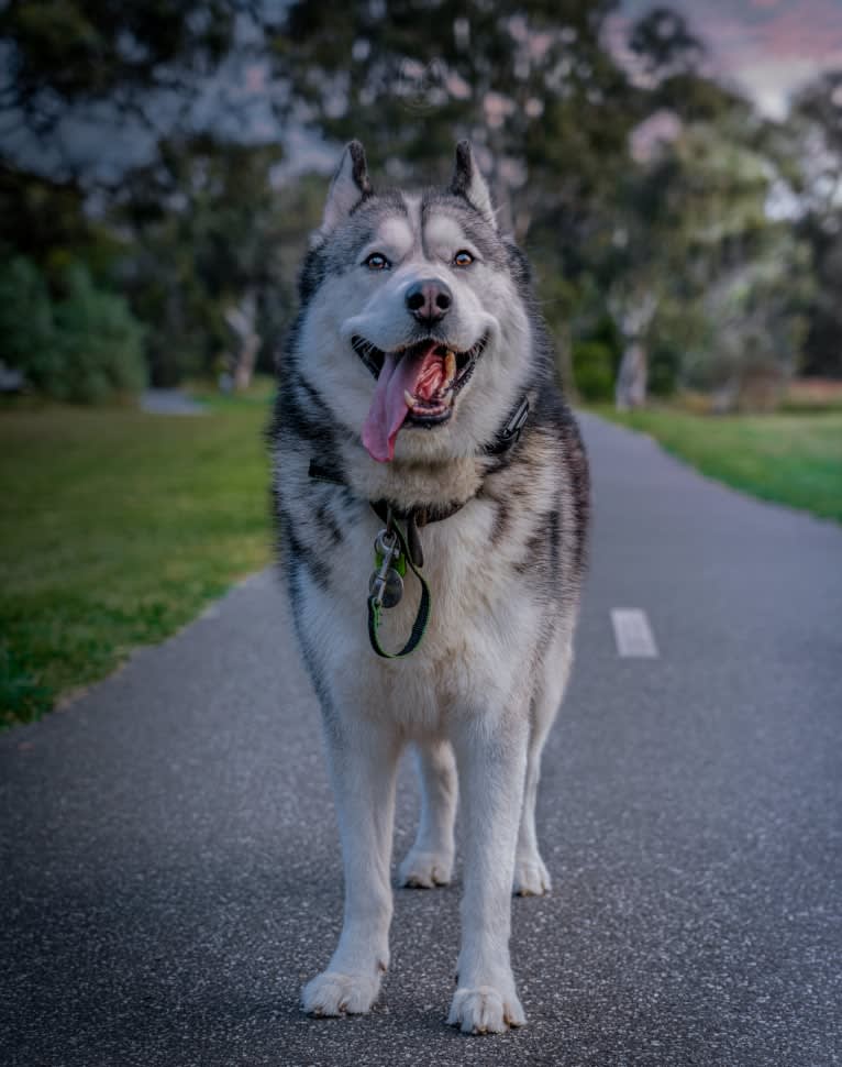 Apollo, a Samoyed and Siberian Husky mix tested with EmbarkVet.com