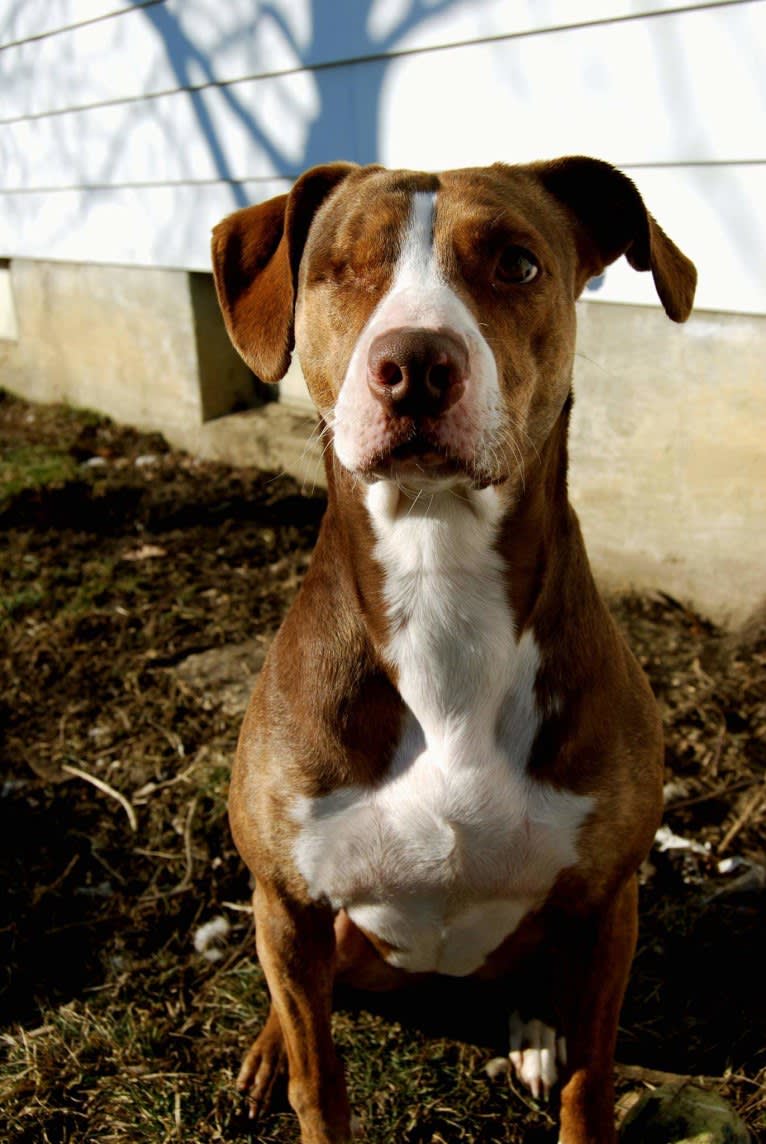 Josie, an American Pit Bull Terrier and English Springer Spaniel mix tested with EmbarkVet.com