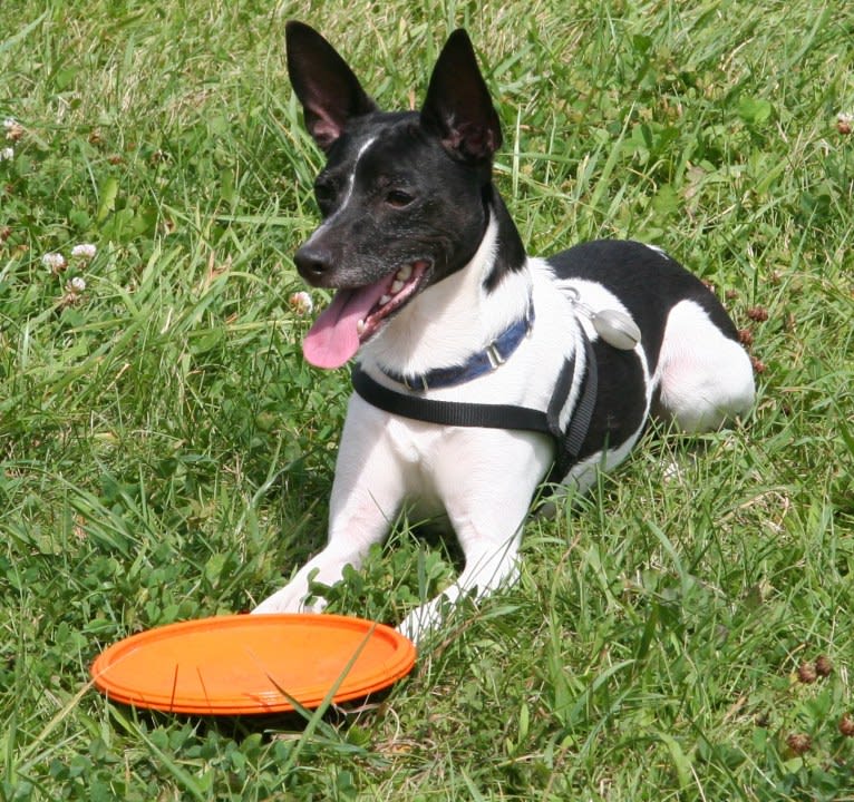 Taylor, a Rat Terrier tested with EmbarkVet.com