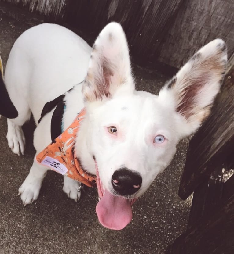 Finn, an Australian Cattle Dog and Australian Shepherd mix tested with EmbarkVet.com