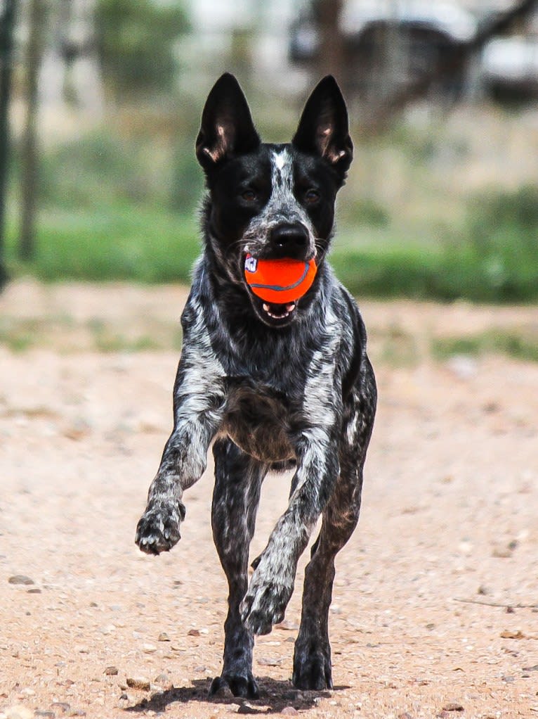 Bruce, an Australian Cattle Dog tested with EmbarkVet.com