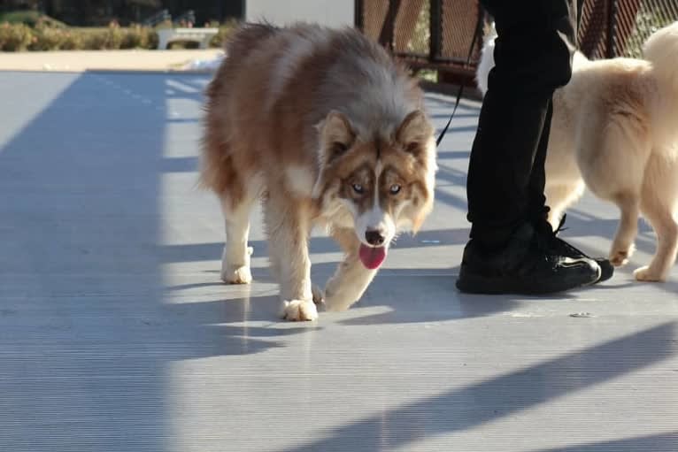 Sokka, a Siberian Husky tested with EmbarkVet.com