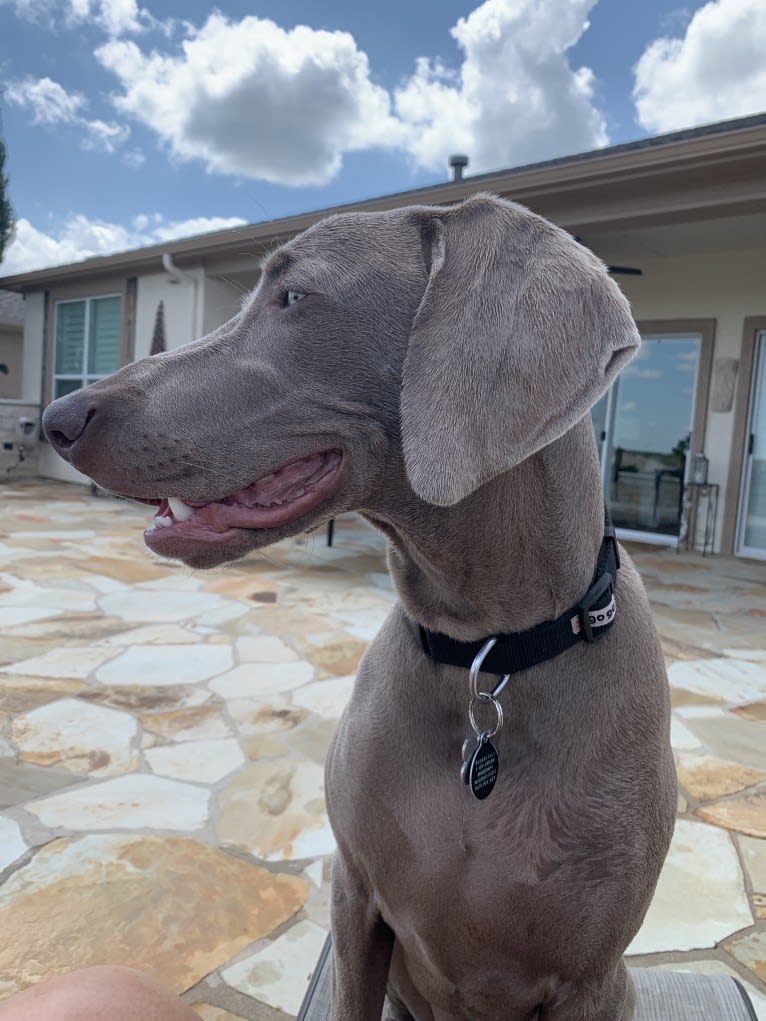 Graycie Treadway, a Weimaraner tested with EmbarkVet.com