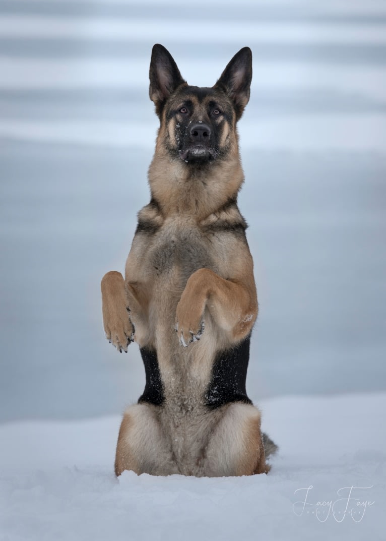 Arya, a German Shepherd Dog tested with EmbarkVet.com