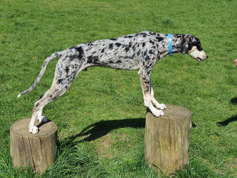 Arlo, a Greyhound and Saluki mix tested with EmbarkVet.com