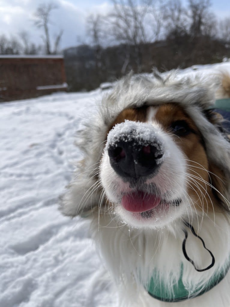 Milo, an English Shepherd tested with EmbarkVet.com