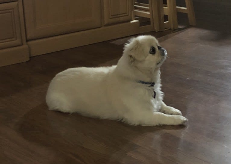 Pablo, a Pekingese tested with EmbarkVet.com