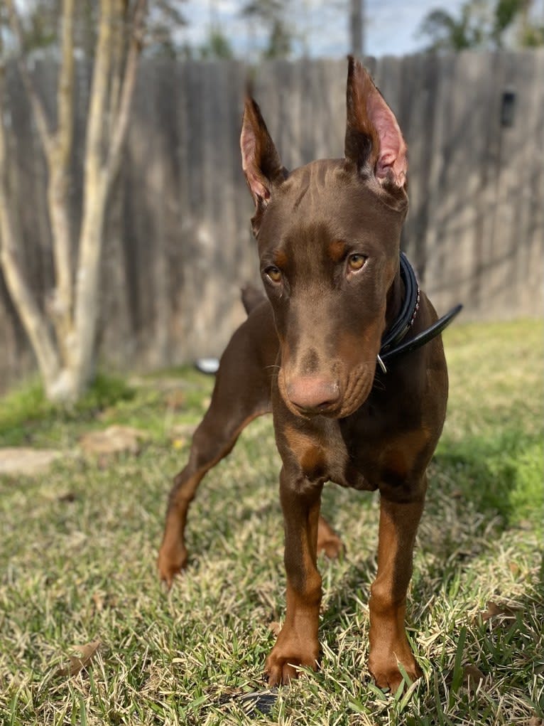 Gertie, a Doberman Pinscher tested with EmbarkVet.com