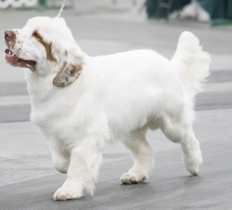 Joey, a Clumber Spaniel tested with EmbarkVet.com