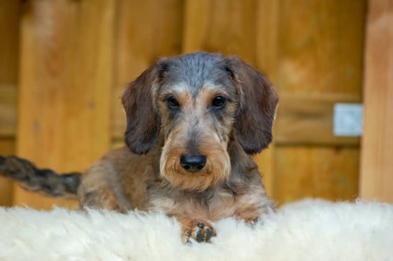 Odin, a Dachshund tested with EmbarkVet.com