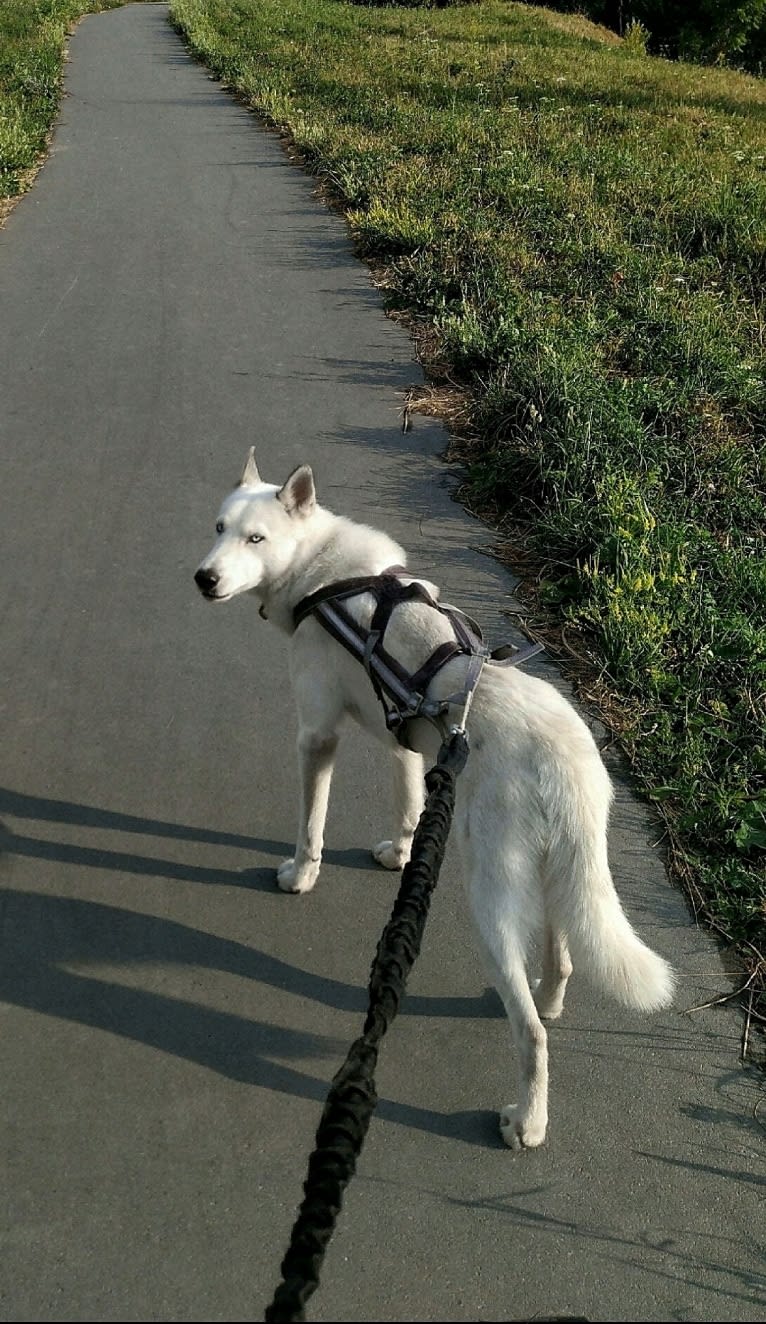 DEMON, a Gerberian Shepsky (5.0% unresolved) tested with EmbarkVet.com