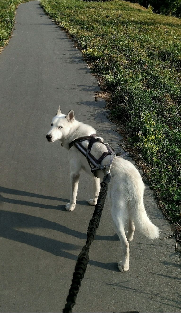 DEMON, a Siberian Husky and German Shepherd Dog mix tested with EmbarkVet.com