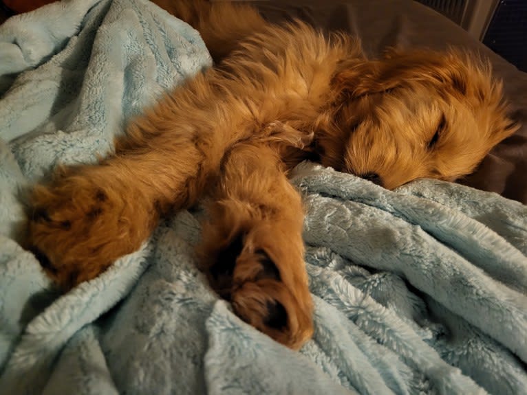 Tobias Lincoln, a Goldendoodle tested with EmbarkVet.com