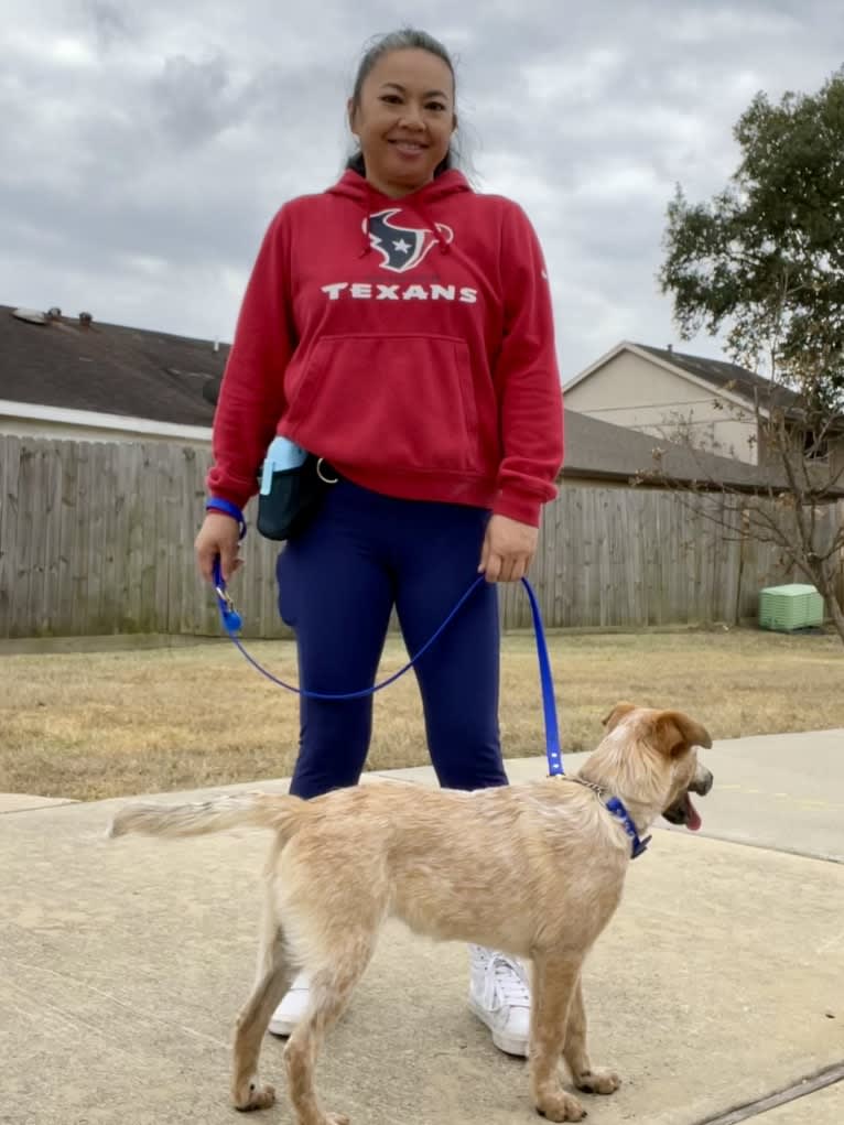 RAWLIE RIGGS, an Australian Cattle Dog and Poodle (Small) mix tested with EmbarkVet.com