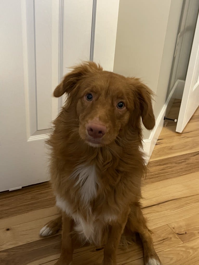 Saranac’s Gracious Gift “Rowdy”, a Nova Scotia Duck Tolling Retriever tested with EmbarkVet.com