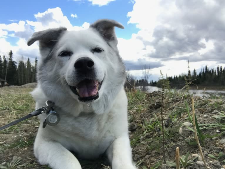 Buddy, an American Eskimo Dog and Norwegian Elkhound mix tested with EmbarkVet.com