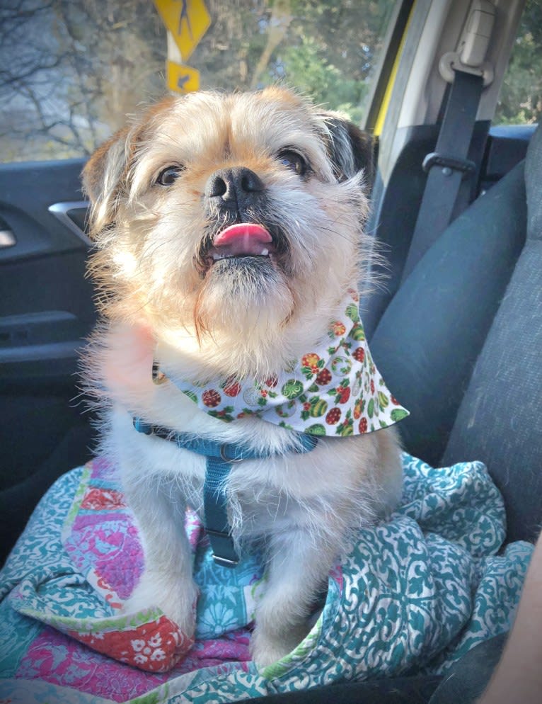 Winston, a Pugapoo tested with EmbarkVet.com